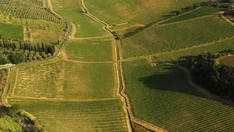 Flying over the vineyards Stock Footage 131612102