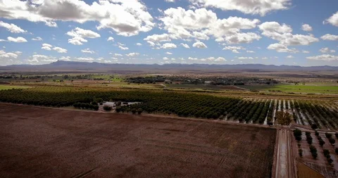 Flying Over Walnut Trees Nogalera, Fabens Texas 1 Stock Footage 126616544