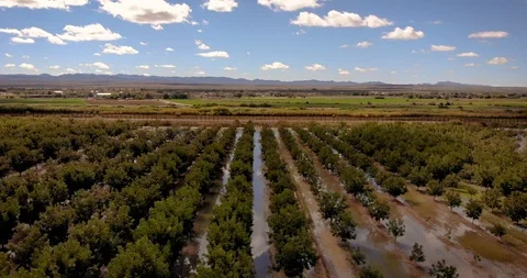 Flying Over Walnut Trees Nogalera, Fabens Texas 3 Stock Footage 126616554