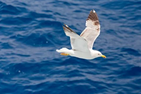 Flying over the waves Stock Photos
