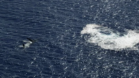 Flying over a whale which dives as clip ends Stock Footage 59349383