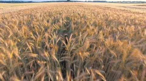 Flying Over The Wheat And Corn Stock-Footage 64736299