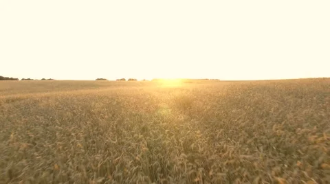Flying Over The Wheat And Corn Stock Footage 64736543