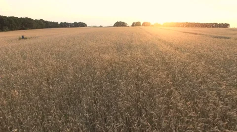 Flying Over The Wheat And Corn Stock Footage 64736830