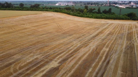 Flying over wheat field after harvest on summer day. View of green trees, field, Video stock 330872383
