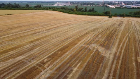 Flying over wheat field after harvest on summer day. View of green trees, field, Stock Footage 331097484