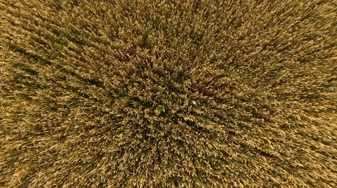 Flying over the wheat field background Video stock 66860918