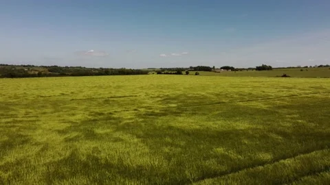 Flying over a wheat field blown by the wind 4K Stock Footage 208845680