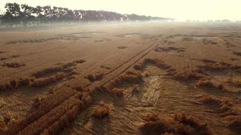 Flying over a wheat field on an early summer morning. Stock Footage 161165098