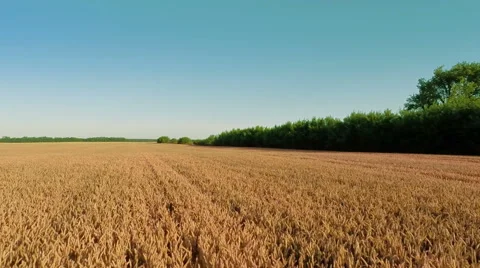 Flying Over Wheat Field Stock Footage 52320228