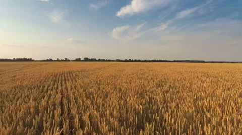 Flying Over Wheat Field 스톡 동영상 52322075