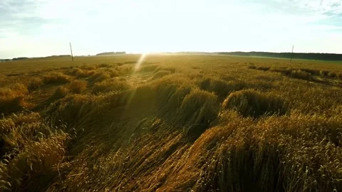 Flying over the wheat field Video stock 81548776
