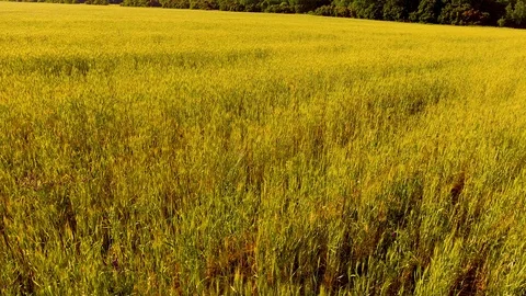 Flying over the wheat field Stock Footage 109269945
