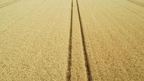 Flying over a wheat field 動画素材 111643206