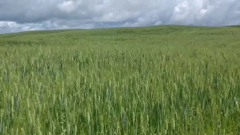 Flying over the wheat field Stock Footage 114770323