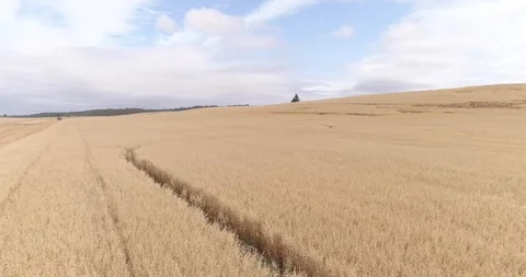 Flying over wheat field Stock Footage 124857332