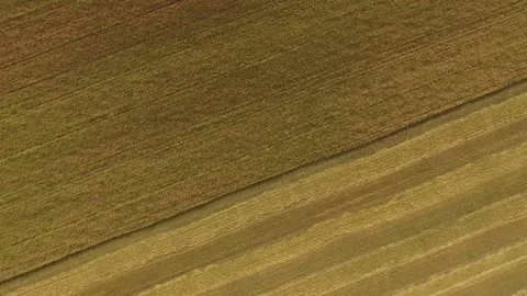 Flying over the wheat field Stock Footage 154291165