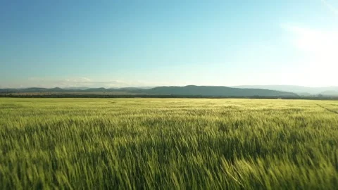Flying over wheat field Vídeo Stock 277116081