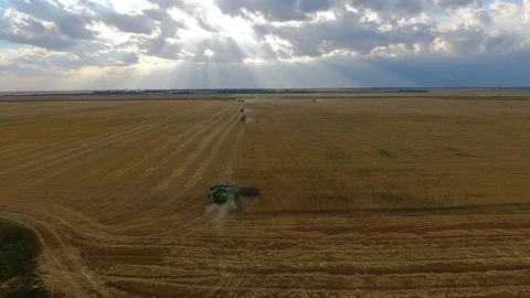 Flying over a wheat field. Many harvesters. Wheat harvest. Stock Footage 93355490