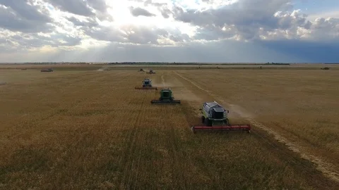 Flying over a wheat field. Many harvesters. Wheat harvest. Stock Footage 93355692