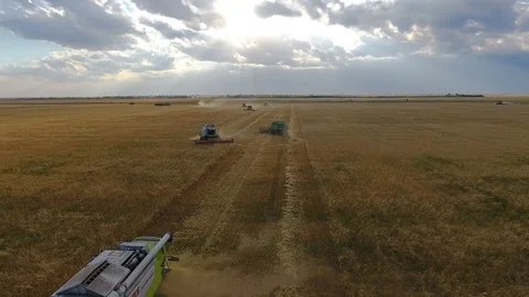 Flying over a wheat field. Many harvesters. Wheat harvest. Stock Footage 93356014