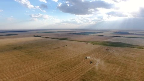 Flying over a wheat field. Many harvesters. Wheat harvest. Stock Footage 93356659