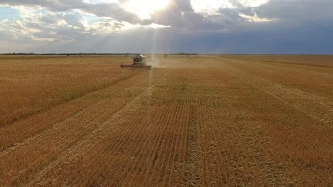 Flying over a wheat field. Many harvesters. Wheat harvest. Stock Footage 93356740