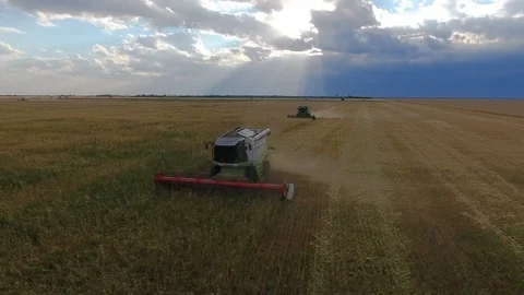Flying over a wheat field. Many harvesters. Wheat harvest. Stock Footage 93356840