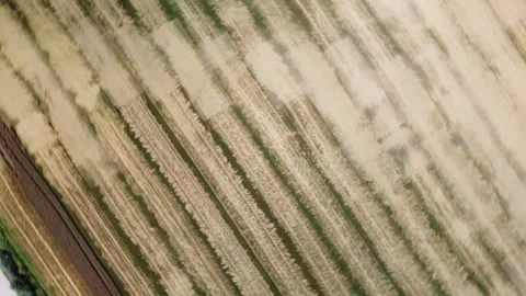 Flying over wheat field with perfect symmetry Stock Footage 313638023