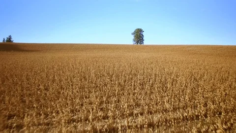 Flying over a wheat field at sunset near a countryside farm in Ontario, Canada Stock Footage 98800698