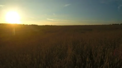 Flying over a wheat field at sunset Stock Footage 141889718