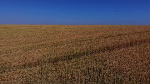 Flying over wheat fields. Aerial view of the wheat fields. Stock Footage 111391610