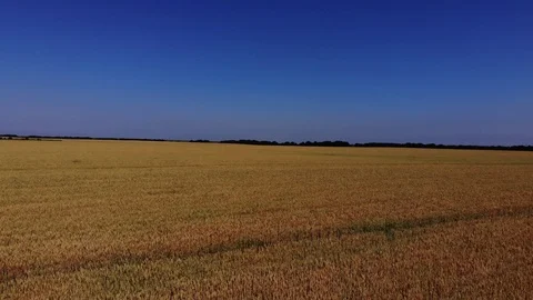 Flying over wheat fields. Stock Footage 111391717