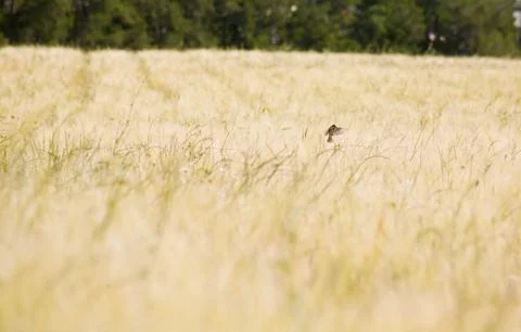 Flying over the wheat Stock Photos