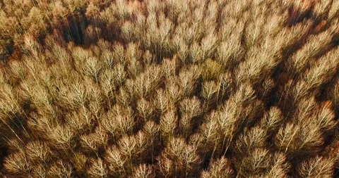 Flying over a white poplar forest. Above the boundless mysterious autumn forest Video stock 139397975