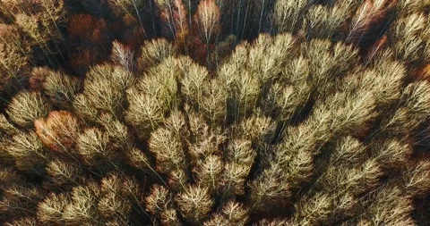 Flying over a white poplar forest. Above the boundless mysterious autumn forest Stock Footage 139500076