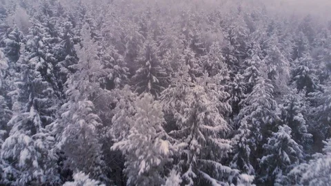 Flying over white snowy pine forest on cloudy day 스톡 동영상 101176998