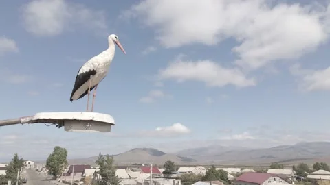 Flying over the white Stork in his nest in Ninotsminda, Georgia 스톡 동영상 161097802