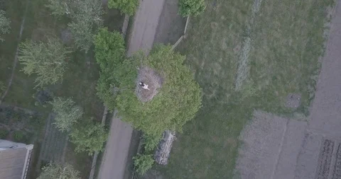 Flying over white stork's nest in the village Stock Footage 91543346