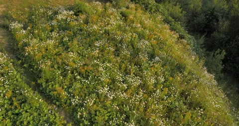 Flying over a wild chamomile field in the mountains. Lonely tree in the midd Stock Footage 159181670