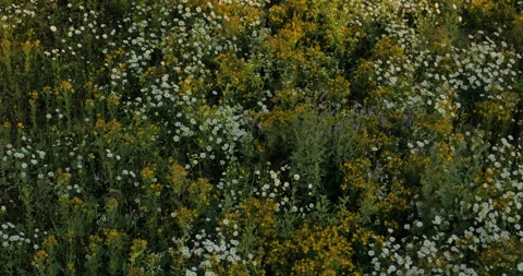 Flying over a wild chamomile field in the mountains. Lonely tree in the midd Video stock 159181757