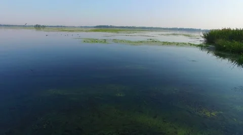 Flying over the wild ducks in the delta of the large river Video stock 67330357
