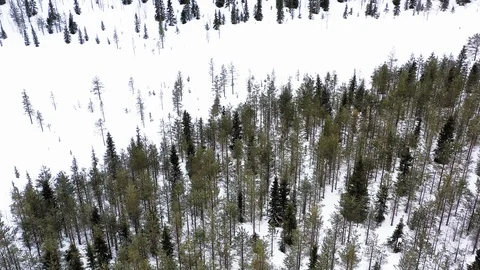 Flying over wild pine trees forest in winter snow time Stock Footage 127196198