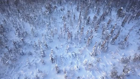 Flying over a wild snow-covered slope over trees in snow caps Stock-Footage 144137055