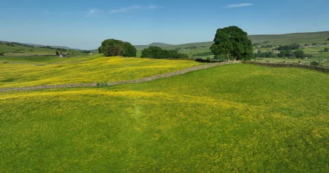 Flying over wildflower meadows Video stock 282917536