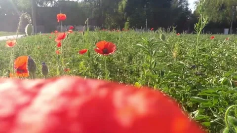 Flying over wildflowers Video stock 130203092