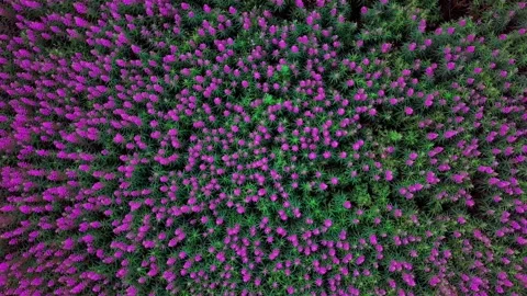 Flying over the willow-tea field. Lovely lavender colors. Sunny summer day. 4K Stock Footage 136480577