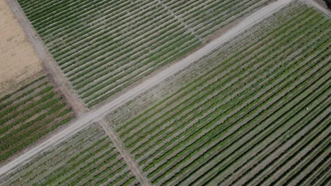 Flying over wine vineyard Stock Footage 131973479