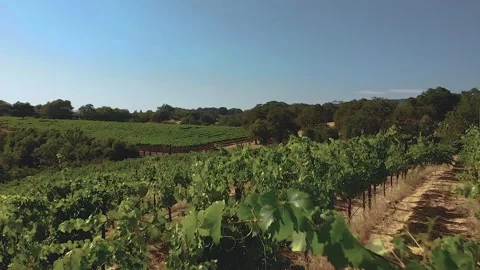 Flying over winery Stock-Footage 250230833