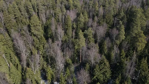 Flying over the winter almost autumn forest, aerial view from above, flying over Video stock 285446808